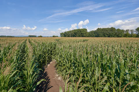 Gemeinde Atting Landkreis Straubing-Bogen Irrgarten Straubing (Dirschl Johann) Deutschland SR